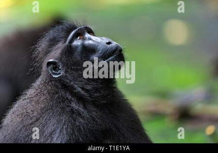 Le macaque à crête de Célèbes. Portrait, vue de côté. Macaque noir à crête à crête, Sulawesi, macaque macaque de Célèbes ou le singe noir. Natural Banque D'Images