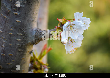 Un petit bouquet de fleurs de cerisier pendu à une branche courte inférieur de Cherry Tree avec arrière-plan flou Banque D'Images
