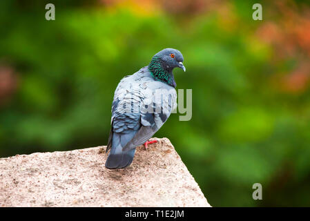 Pigeon, Columba livia domestica, Kothrud, Pune, Maharashtra, Inde. Banque D'Images