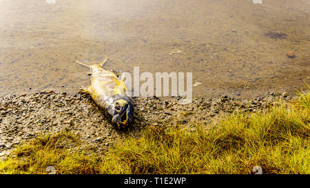 Après le frai du saumon rose morte dans la rivière Stave en aval du barrage de Ruskin à Hayward Lake près de Mission (Colombie-Britannique), Canada Banque D'Images