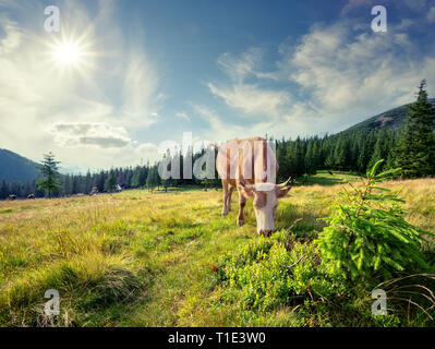 Vache brune sur l'alpage Banque D'Images