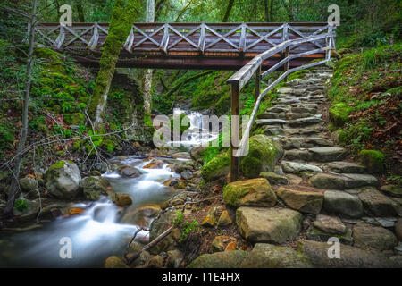 Marches de pierre et Randonnées Pont à Uvas Creek Canyon, Santa Cruz Mountains - Californie Banque D'Images