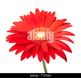 Fleur Gerbera rouge isolé sur fond blanc Banque D'Images
