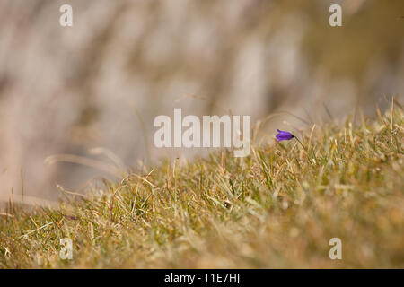 Fleur de montagne des Dolomites - Italie Banque D'Images