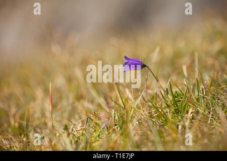 Fleur de montagne des Dolomites - Italie Banque D'Images
