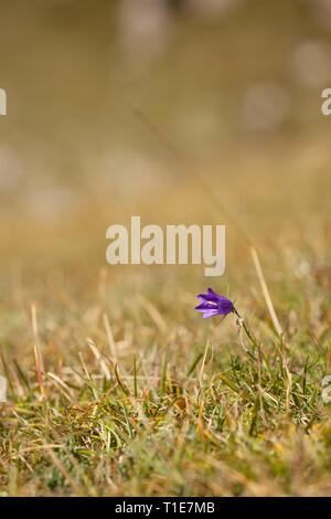 Fleur de montagne des Dolomites - Italie Banque D'Images