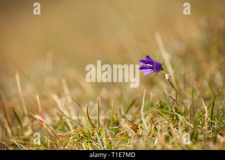 Fleur de montagne des Dolomites - Italie Banque D'Images