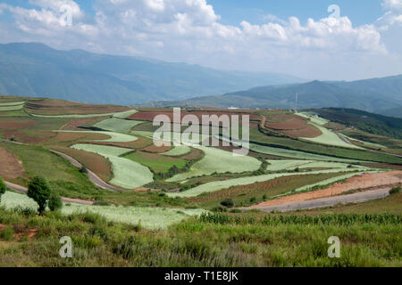 Paysage agricole rural de collines avec des champs de diverses cultures. Photographiée près de Kumming, province du Yunnan dans le sud-ouest de la Chine en septembre Banque D'Images
