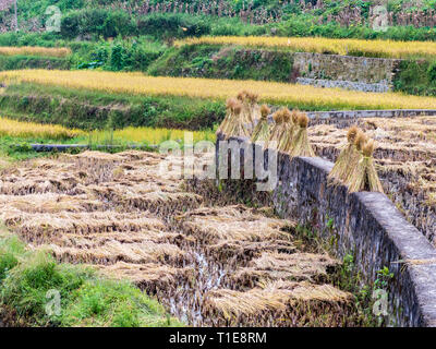 Récolte de riz dans les rizières, Yunnan, Chine Banque D'Images