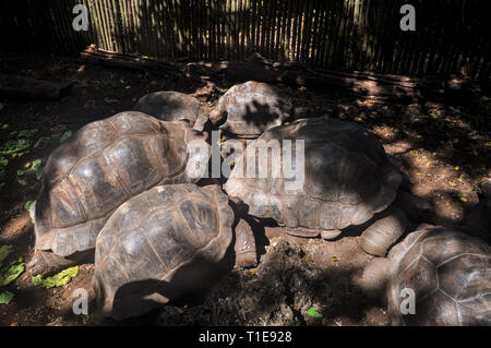 Tortue dans l'île de prison de forêt à Zanzibar, Tanzanie Banque D'Images