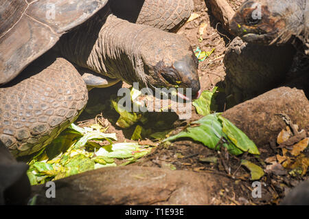 Tortue dans l'île de prison de forêt à Zanzibar, Tanzanie Banque D'Images