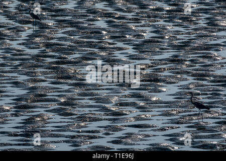 Un troupeau de hérons en quête de nourriture dans les eaux peu profondes de la mer de Galilée, Israël Banque D'Images