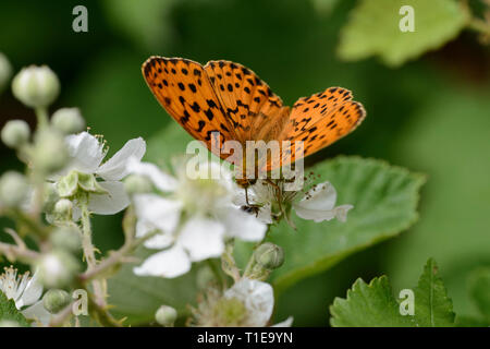 Marbled Fritillary butterfly (Brenthis daphne), sur Bramble Banque D'Images