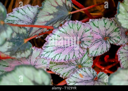 Gros plan de l'usine maison multi colored leafs Banque D'Images