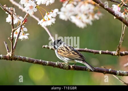 Mar 26, 2019. Météo britannique. Un roseau (Emberiza schoeniclus) perches entre cherry blossom ce matin dans l'East Sussex, Royaume-Uni. Credit : Ed Brown/Alamy Live News Banque D'Images