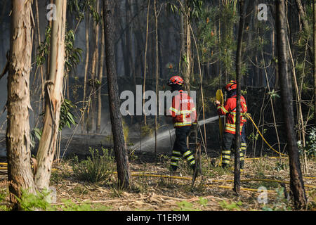 Esposende, Portugal. Mar 26, 2019. Pompiers vu en action lors d'un incendie qui a commencé en raison de températures chaudes au printemps, à 20 km de Viana do Castelo. Credit : Omar Marques/SOPA Images/ZUMA/Alamy Fil Live News Banque D'Images