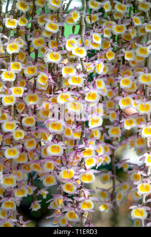 Fleurs Orchidées Dendrobium aphyllum , belles orchidées naturelles dans le jardin. Banque D'Images