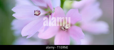 Close up of Checker Mallow (Sidalcea organa). Graham Oaks parcs-nature. Oregon Banque D'Images