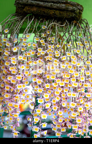 Fleurs Orchidées Dendrobium aphyllum , belles orchidées naturelles dans le jardin. Banque D'Images