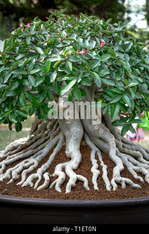 Adenium obesum bonsai avec faisceau unique set racine Banque D'Images