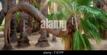 Californie torsadée unique Fan Palm tree. Palm Canyon. Indian Canyons, Palm Springs, Californie Banque D'Images