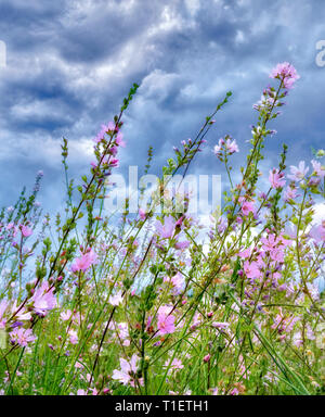 Close up of Checker Mallow (Sidalcea organa). Graham Oaks parcs-nature. Oregon Banque D'Images