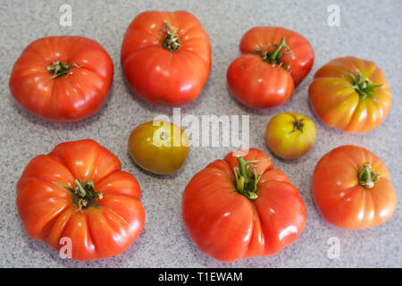 Miami Beach Florida,tomates de jardin,tomates,tomates,tomates,tomates,heirloom,patrimoine,taille,grande,petite,forme,Brandywine,mûr,ripeness,Solanum lycopersicum,rouge,FL0903060 Banque D'Images