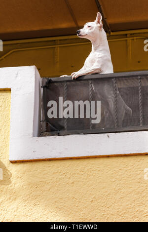 Miami Beach Florida, balcon, balustrade, chiens blancs, animaux de compagnie, animal, debout sur deux jambes, donnant sur le balcon, drôle, humoristique, Voyage de visiteurs Banque D'Images