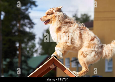 Berger Australien sur un obstacle à la formation d'agilité de chien. Fourrure grand blowing in wind. Sports et d'action dans le concept. Banque D'Images