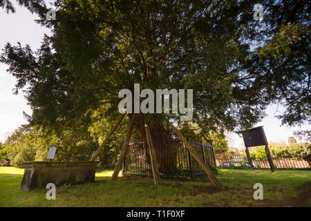 L'ancien arbre d'if pensé pour être 1500-2000 ans l'une des sept merveilles du pays de Galles à l'église Saint Mary Vierge Overton sur Dee le Nord du Pays de Galles Banque D'Images