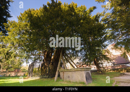 L'ancien arbre d'if pensé pour être 1500-2000 ans l'une des sept merveilles du pays de Galles à l'église Saint Mary Vierge Overton sur Dee le Nord du Pays de Galles Banque D'Images