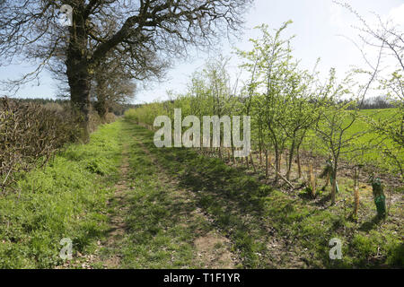 Une haie nouvellement plantées dans le Worcestershire, Angleterre, Royaume-Uni. Banque D'Images