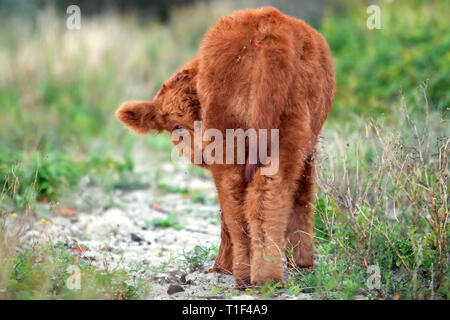 La Haye - Highlander écossais petit l'Westduinpark. Banque D'Images