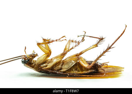 Close up dead cockroach isoler sur fond blanc. Banque D'Images