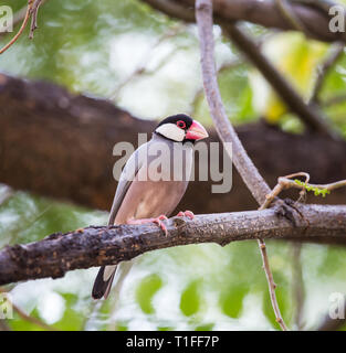 Lonchura oryzivora Java sparrow () la longueur de la bouche à l'extrémité de la queue de 13 à 17 cm de la tête et la queue, noir autour des yeux, les joues rouges, le Banque D'Images