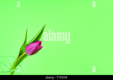 Fleur de tulipe rose ou violet. Ou Pâques Saint-valentin carte de vœux. Isolé sur fond vert. Banque D'Images