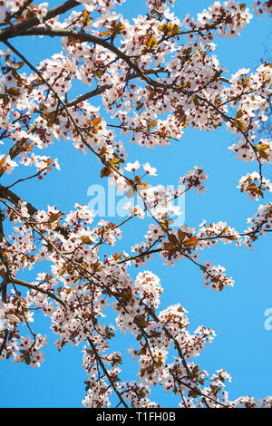 Printemps fleurs de pommier en fleurs, la fleur dans la lumière du soleil chaude sur fond de ciel bleu. Banque D'Images