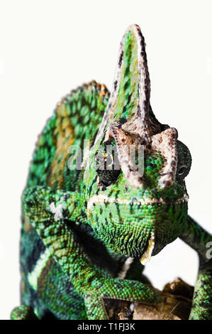 Close-up d'un chef d'un caméléon vert jaune à partir de l'avant un oeil est de fixer la caméra. Banque D'Images