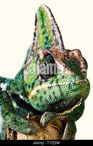 Close-up d'un chef d'un caméléon vert jaune à partir de l'avant un oeil est de fixer la caméra. Banque D'Images