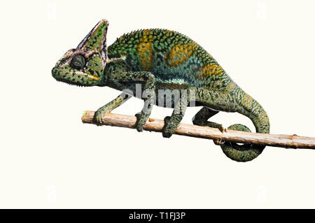 Close-up d'un caméléon vert jaune à la fin d'une branche. Banque D'Images