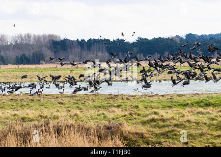 La Bernache cravant à ventre sombre (Branta) bernicula Banque D'Images