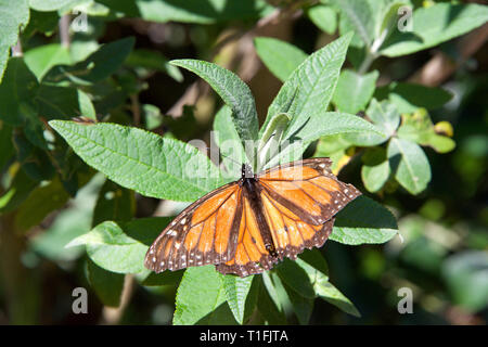 Papillon monarque en lambeaux avec aile cassée sur feuilles vertes. C'est peut-être le plus familier, papillon d'Amérique du Nord et est considérée comme une valeur iconique pollina Banque D'Images