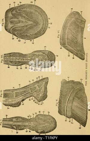 Maladies et affections des maladies et troubles de l'alimentation du cheval : un traité sur la médecine et de la chirurgie équines diseasesdisorder00gres Année : 1886 03. Banque D'Images