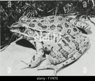 La distribution, l'habitat, et la zoogéographie de distribution, l'habitat, et la zoogéographie des plaines leopard frog (Rana blairi) en Illinois distributionhabi136brow Année : 1990 Illinois Natural History Survey, 136 Notes biologiques non spécifiques à l'espèce de l'appel d'accouplement des mâles est un important mécanisme d'isolement dans les grenouilles et crapauds (Blair, 1958a, 1964). Par conséquent, l'écoute de l'appel d'accouplement (Litdejohn et Oldham, 1968 ; Brown et Brown 1972 ; Mecham et al. 1973 ; Dunlap et Kruse, 1976) a fourni un moyen pour nous de localiser Rana blairi. L'appel (Fig. 2) a été décrite comme une saine- ment comme "chuc Banque D'Images