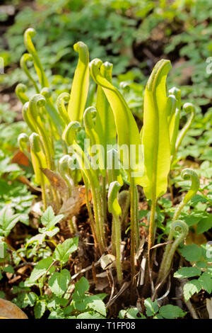 Belles petites feuilles de fougère Asplenium scolopendrium phyllitis -- , rare incurvée sur le dessus des feuilles, l'arrière-plan est hors focus green Banque D'Images