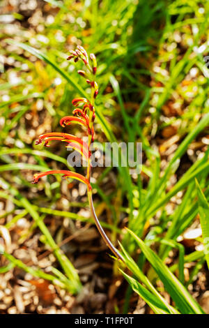 Belle fleur chasmanthe bicolor -Africal - drapeau,la partie supérieure des fleurs sont tépales orange , le fond jaune sont verts avec des tépales tube Banque D'Images