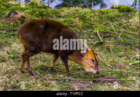 Closeup portrait of a male muntjac chinois paissant dans les pâturages, des aboiements de deer d'Asie Banque D'Images