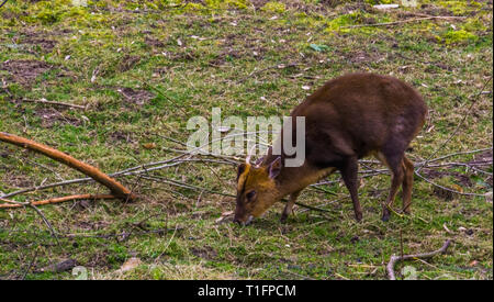 Muntjac chinois mâle paissant dans les pâturages, des aboiements de deer d'Asie Banque D'Images