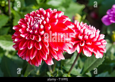 Belle fleur dahlia dans le jardin, dahlias pomponous, dahlias rouge macro, dahlias dans le jardin en automne Banque D'Images