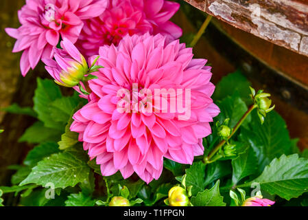 Belle fleur dahlia dans le jardin, dahlias pomponous, dahlias rouge macro, dahlias dans le jardin en automne Banque D'Images